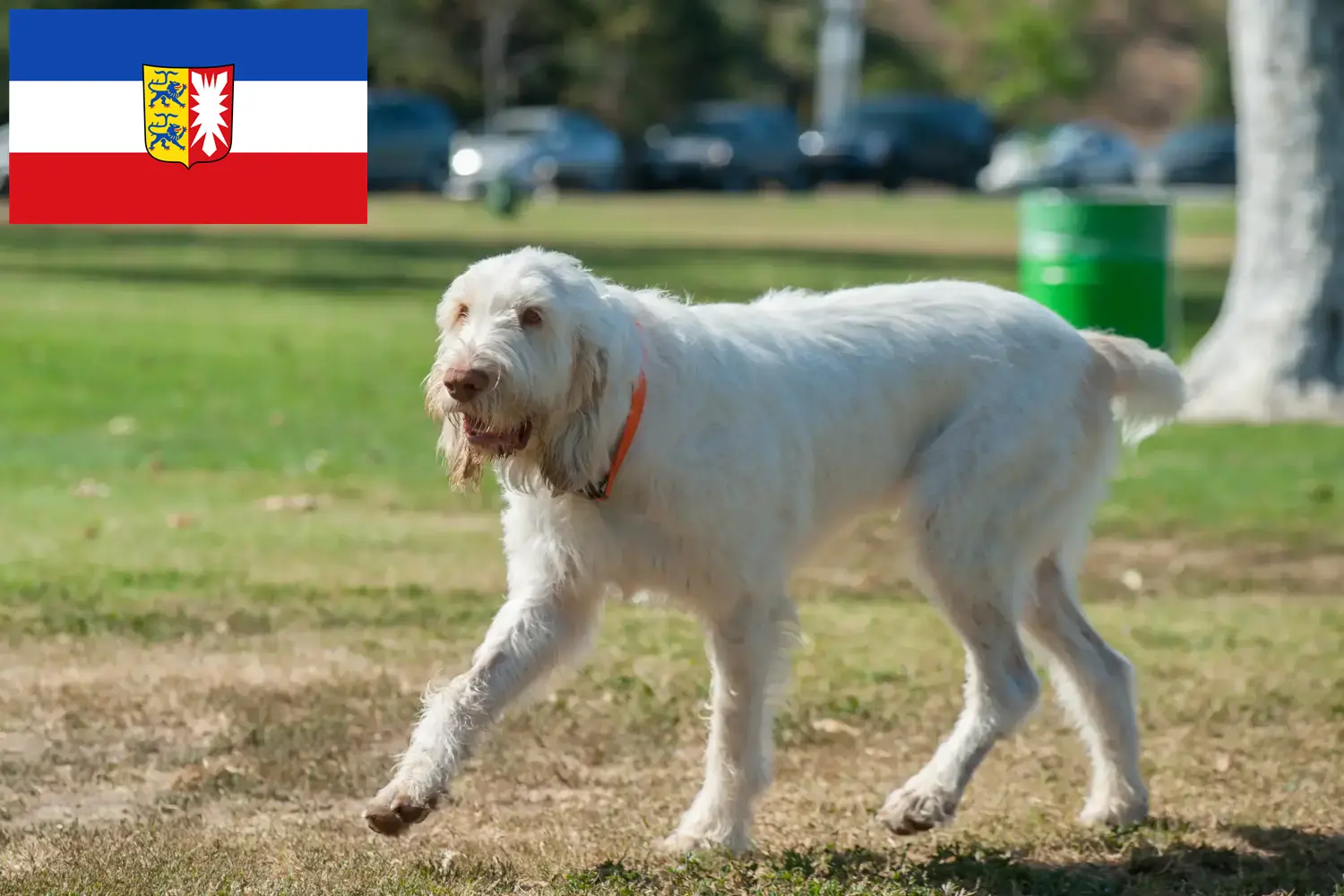 Scopri di più sull'articolo Allevatori di Spinone Italiano e cuccioli in Schleswig-Holstein