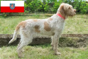 Scopri di più sull'articolo Allevatori di Spinone Italiano e cuccioli in Turingia