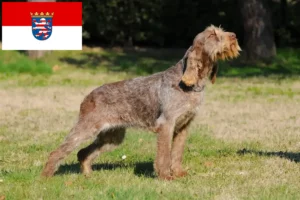 Scopri di più sull'articolo Allevatori di Spinone Italiano e cuccioli in Hessen