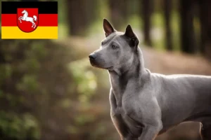 Scopri di più sull'articolo Allevatori di Thai Ridgeback e cuccioli in Bassa Sassonia