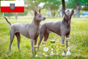 Scopri di più sull'articolo Allevatori di Thai Ridgeback e cuccioli in Turingia