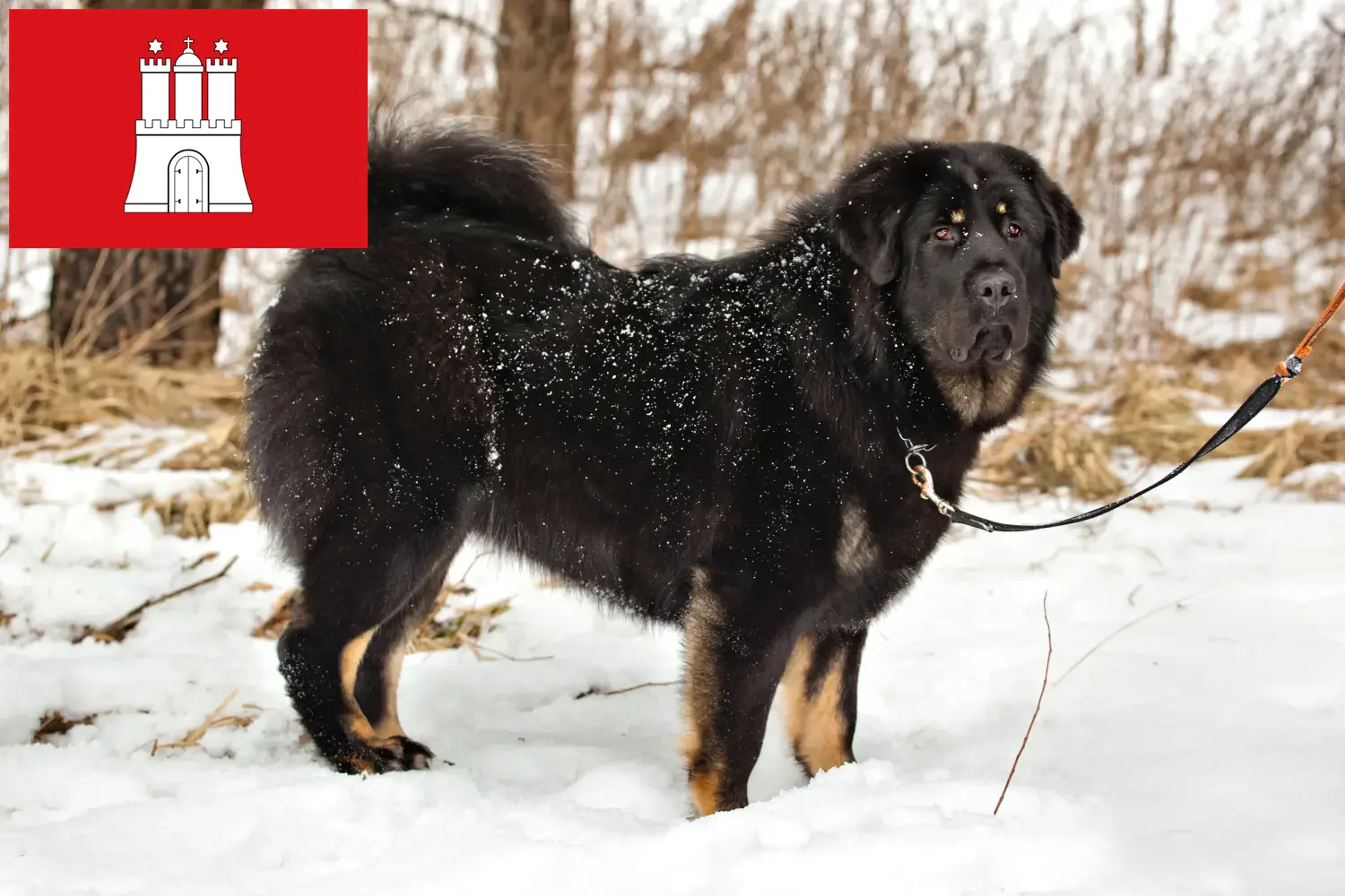 Scopri di più sull'articolo Allevatore di cani tibetani e cuccioli a Amburgo