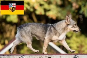 Scopri di più sull'articolo Allevatori di Västgötaspets e cuccioli in Saarland