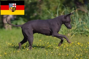 Scopri di più sull'articolo Allevatori di Xolo e cuccioli in Saarland