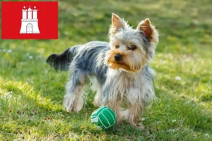 Scopri di più sull'articolo Allevatori di Yorkshire Terrier e cuccioli a Amburgo