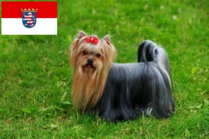 Scopri di più sull'articolo Allevatori di Yorkshire Terrier e cuccioli in Assia