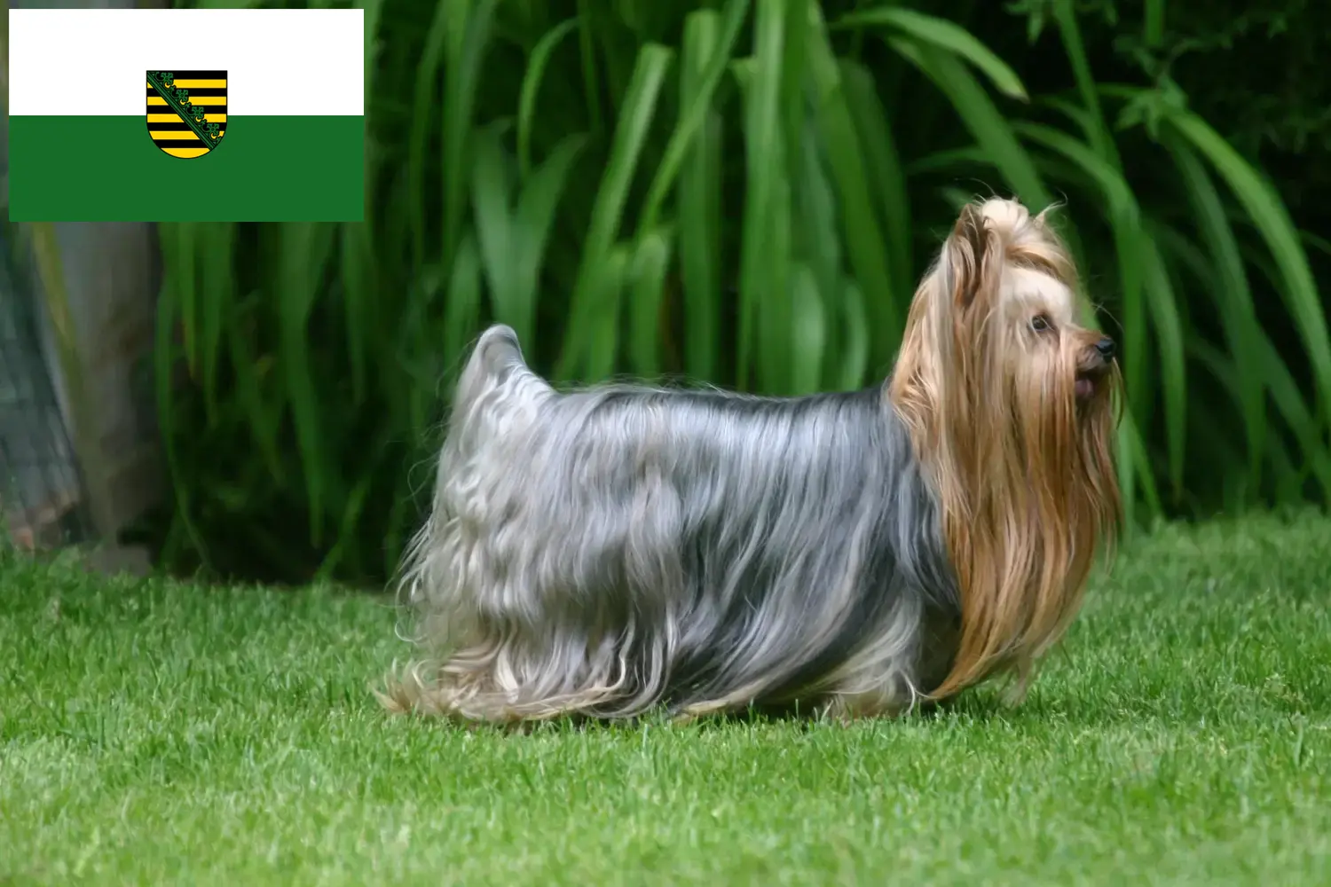 Scopri di più sull'articolo Allevatori di Yorkshire Terrier e cuccioli in Sassonia