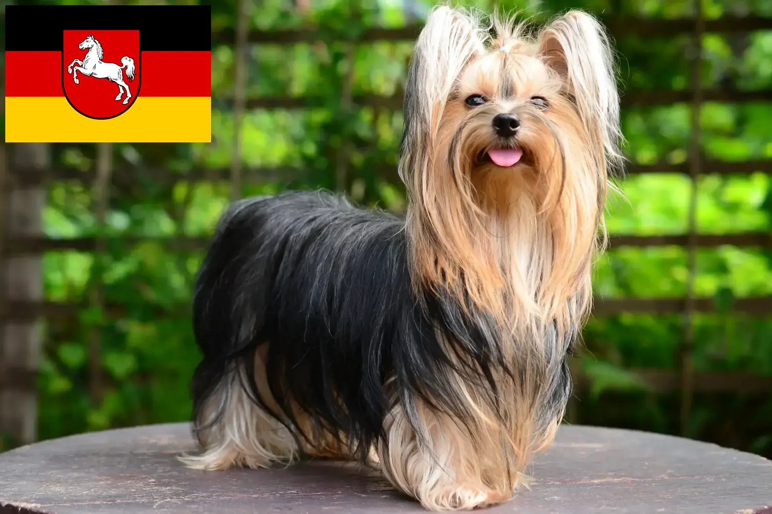 Scopri di più sull'articolo Allevatori di Yorkshire Terrier e cuccioli in Bassa Sassonia