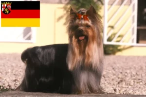 Scopri di più sull'articolo Allevatori e cuccioli di Yorkshire Terrier in Renania-Palatinato