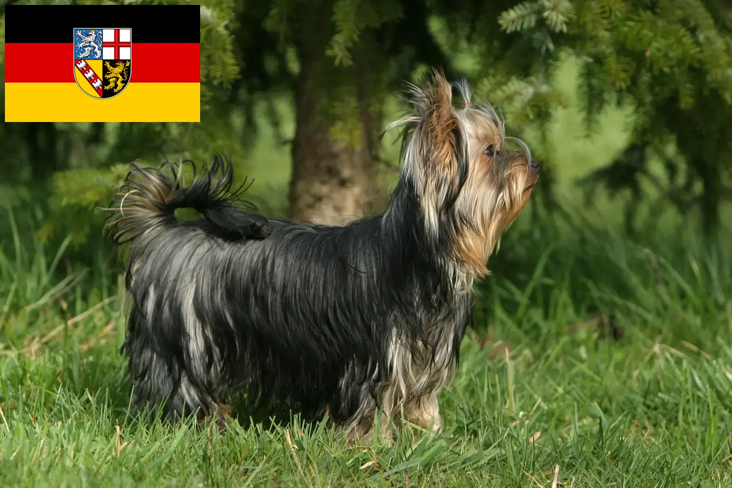 Scopri di più sull'articolo Allevatori di Yorkshire Terrier e cuccioli in Saarland