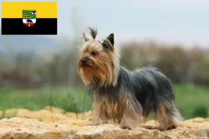 Scopri di più sull'articolo Allevamenti di Yorkshire Terrier e cuccioli in Sassonia-Anhalt