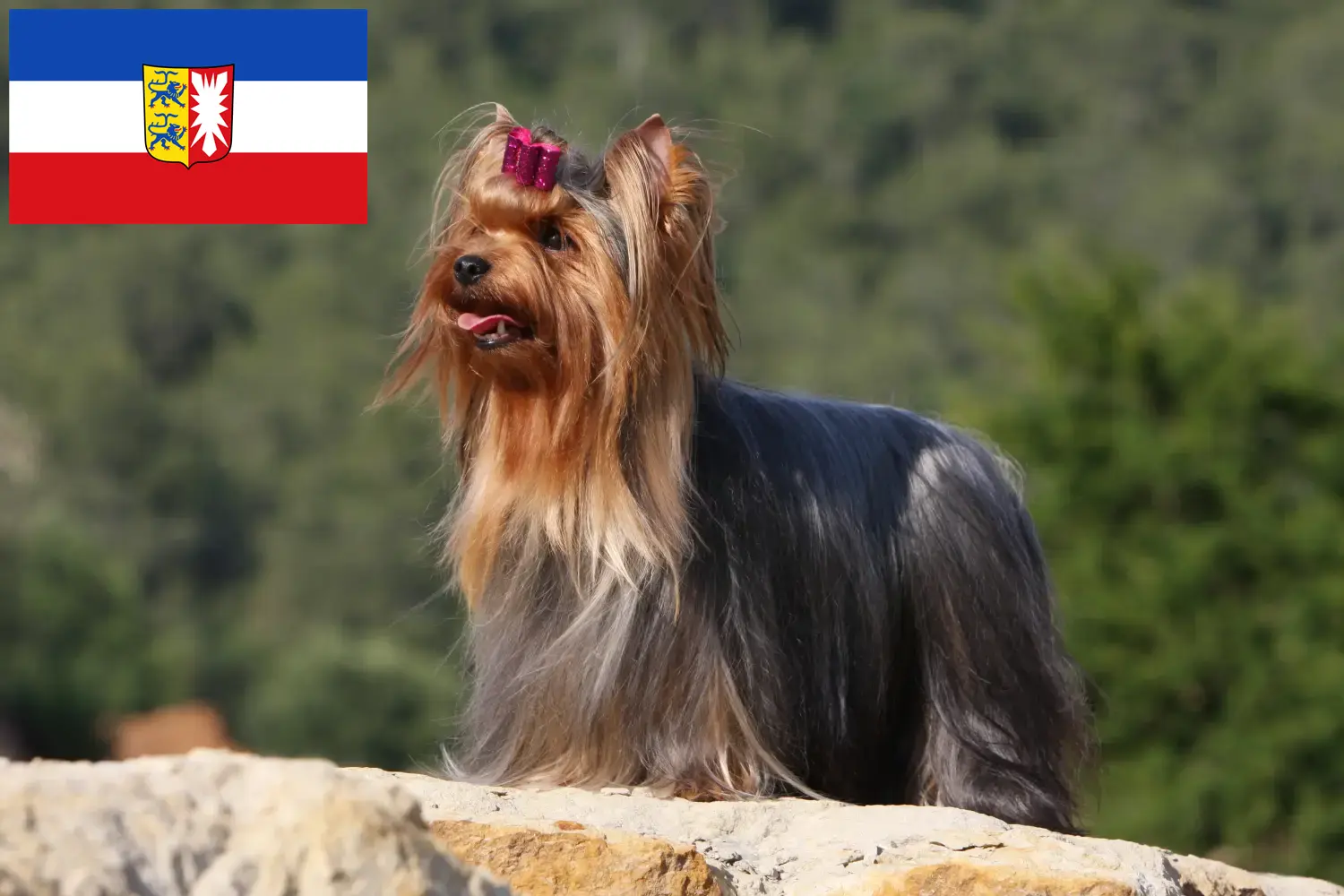 Scopri di più sull'articolo Allevatori e cuccioli di Yorkshire Terrier in Schleswig-Holstein