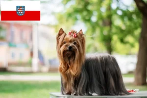 Scopri di più sull'articolo Allevatori di Yorkshire Terrier e cuccioli in Turingia