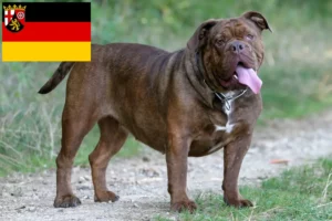 Scopri di più sull'articolo Allevatori di Olde English Bulldog e cuccioli in Renania-Palatinato