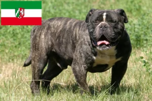 Scopri di più sull'articolo Allevatori e cuccioli di Olde English Bulldog in Nord Reno-Westfalia