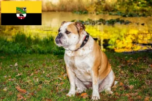 Scopri di più sull'articolo Allevatori di Olde English Bulldog e cuccioli in Sassonia-Anhalt