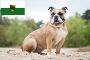 Scopri di più sull'articolo Allevatori e cuccioli di Olde English Bulldog in Sassonia