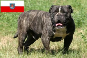 Scopri di più sull'articolo Allevatore di Bulldog Inglesi e cuccioli in Turingia