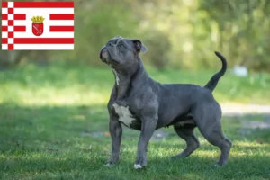 Scopri di più sull'articolo Allevatore di Bulldog Inglese e cuccioli a Brema