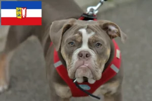 Scopri di più sull'articolo Allevatori di Olde English Bulldog e cuccioli in Schleswig-Holstein