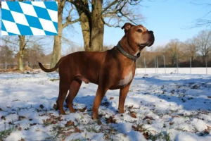 Scopri di più sull'articolo Allevatori e cuccioli di Olde English Bulldog in Baviera