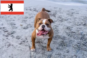 Scopri di più sull'articolo Allevatore di Bulldog Inglese e cuccioli a Berlino