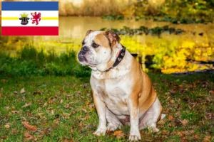 Scopri di più sull'articolo Allevatori di Olde English Bulldog e cuccioli in Mecklenburg-Vorpommern