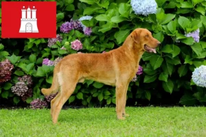 Scopri di più sull'articolo Allevatori di Chesapeake Bay Retriever e cuccioli a Amburgo