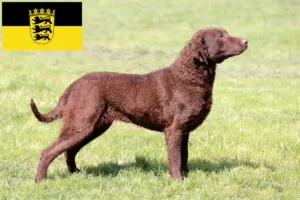 Scopri di più sull'articolo Allevatori di Chesapeake Bay Retriever e cuccioli in Baden-Württemberg