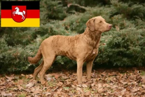 Scopri di più sull'articolo Allevatori di Chesapeake Bay Retriever e cuccioli in Bassa Sassonia