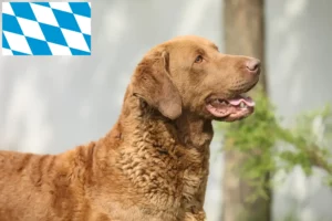 Scopri di più sull'articolo Allevatori di Chesapeake Bay Retriever e cuccioli in Bavaria