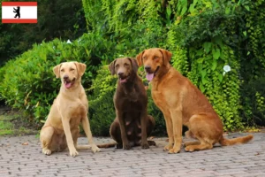 Scopri di più sull'articolo Allevatori di Chesapeake Bay Retriever e cuccioli a Berlino