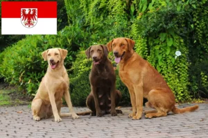 Scopri di più sull'articolo Allevatori di Chesapeake Bay Retriever e cuccioli a Brandenburg