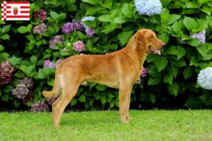 Scopri di più sull'articolo Allevatori di Chesapeake Bay Retriever e cuccioli a Bremen