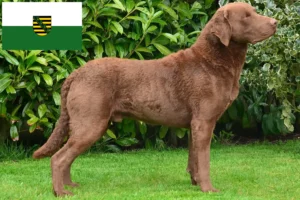 Scopri di più sull'articolo Allevatori di Chesapeake Bay Retriever e cuccioli in Sassonia