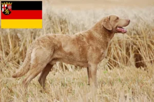 Scopri di più sull'articolo Allevatori di Chesapeake Bay Retriever e cuccioli in Renania-Palatinato