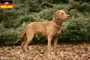 Scopri di più sull'articolo Allevatori di Chesapeake Bay Retriever e cuccioli in Saarland