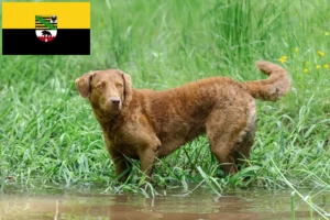 Scopri di più sull'articolo Allevatori di Chesapeake Bay Retriever e cuccioli in Sassonia-Anhalt