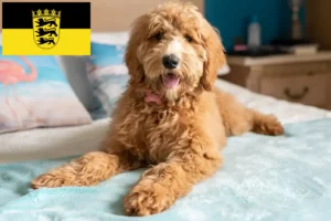 Scopri di più sull'articolo Allevatori di Goldendoodle e cuccioli in Baden-Württemberg