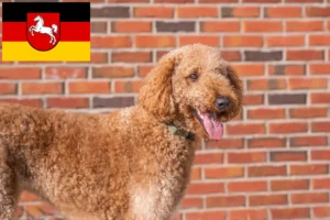 Scopri di più sull'articolo Allevatori di Goldendoodle e cuccioli in Bassa Sassonia