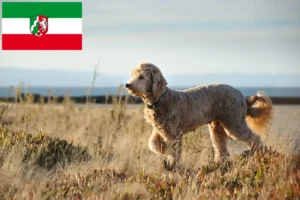 Scopri di più sull'articolo Allevatori di Goldendoodle e cuccioli in Nord Reno-Westfalia