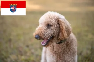 Scopri di più sull'articolo Allevatori di Goldendoodle e cuccioli a Hessen