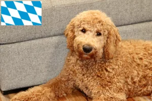 Scopri di più sull'articolo Allevatori di Goldendoodle e cuccioli in Baviera