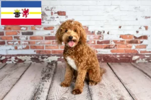 Scopri di più sull'articolo Allevatori di Goldendoodle e cuccioli in Mecklenburg-Vorpommern