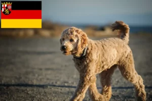 Scopri di più sull'articolo Allevatori di Goldendoodle e cuccioli in Renania-Palatinato