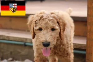 Scopri di più sull'articolo Allevatori di Goldendoodle e cuccioli in Saarland