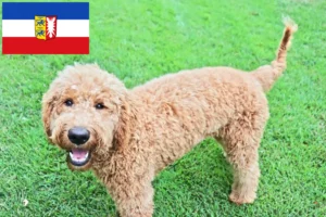 Scopri di più sull'articolo Allevatori di Goldendoodle e cuccioli in Schleswig-Holstein