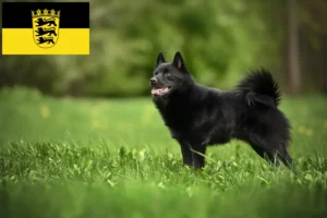 Scopri di più sull'articolo Allevatori di Schipperke e cuccioli in Baden-Württemberg