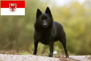 Scopri di più sull'articolo Allevatori di Schipperke e cuccioli a Brandeburgo