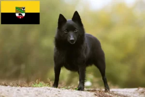 Scopri di più sull'articolo Allevatori di Schipperke e cuccioli in Sassonia-Anhalt